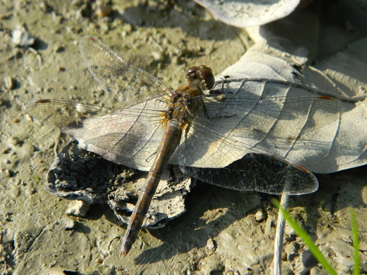 Libellula di ottobre